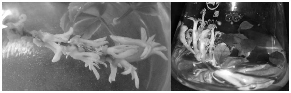 Method for quickly breaking dormant buds of fraxinus mandshurica tissue culture seedlings and successfully achieving in-vitro propagation