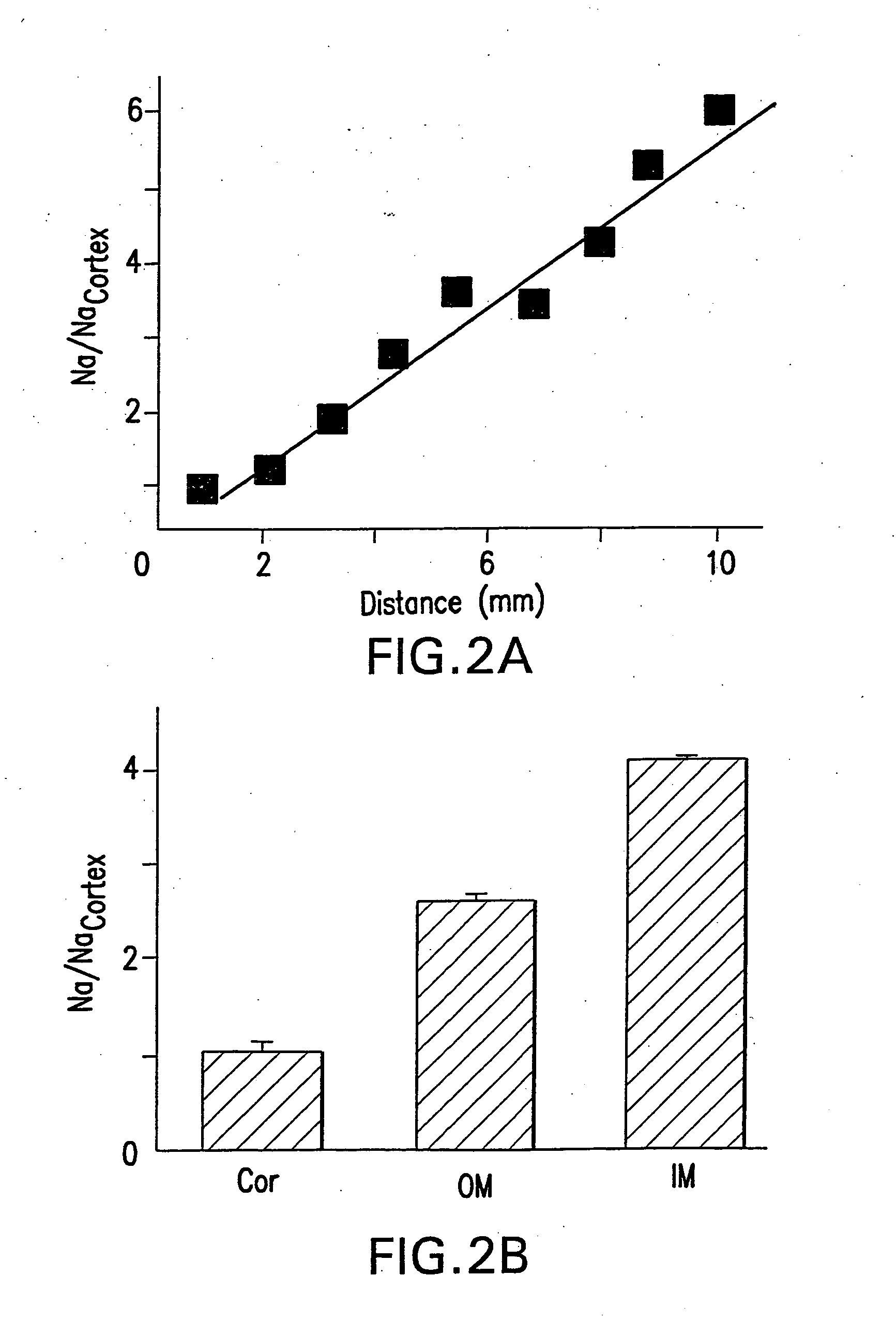 Method and apparatus for quantitatively evaluating a kidney