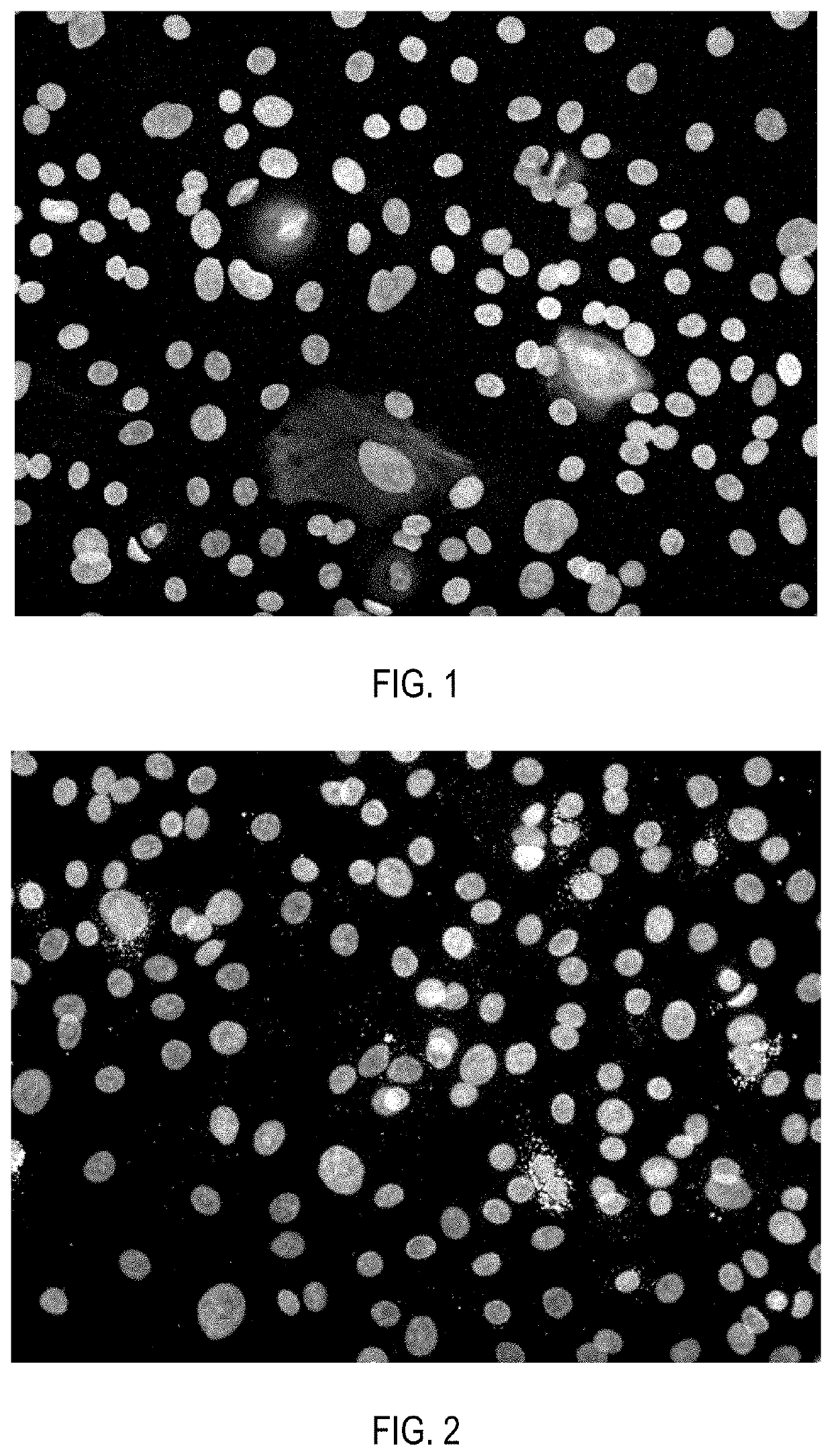 Cell product of mammalian insulin-producing cells and methods for using the same