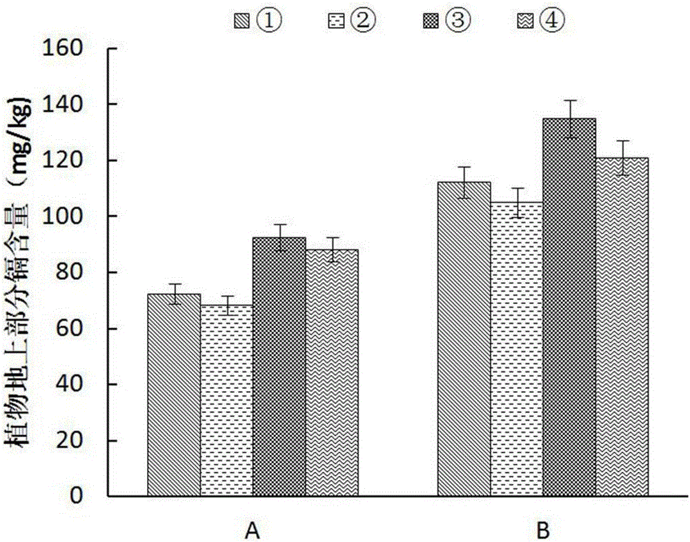 Method for enhancing cadmium-polluted soil phytoremediation through phosphate solubilizing bacteria