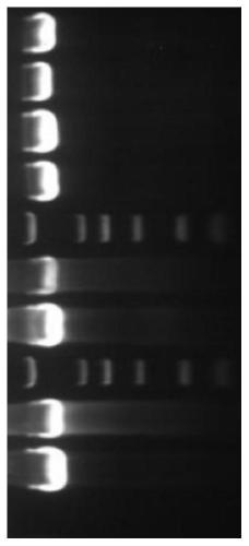 Fast nucleic acid extraction, sequencing and identification method based on bacterial 16S rDNA sequence