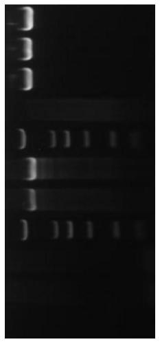 Fast nucleic acid extraction, sequencing and identification method based on bacterial 16S rDNA sequence