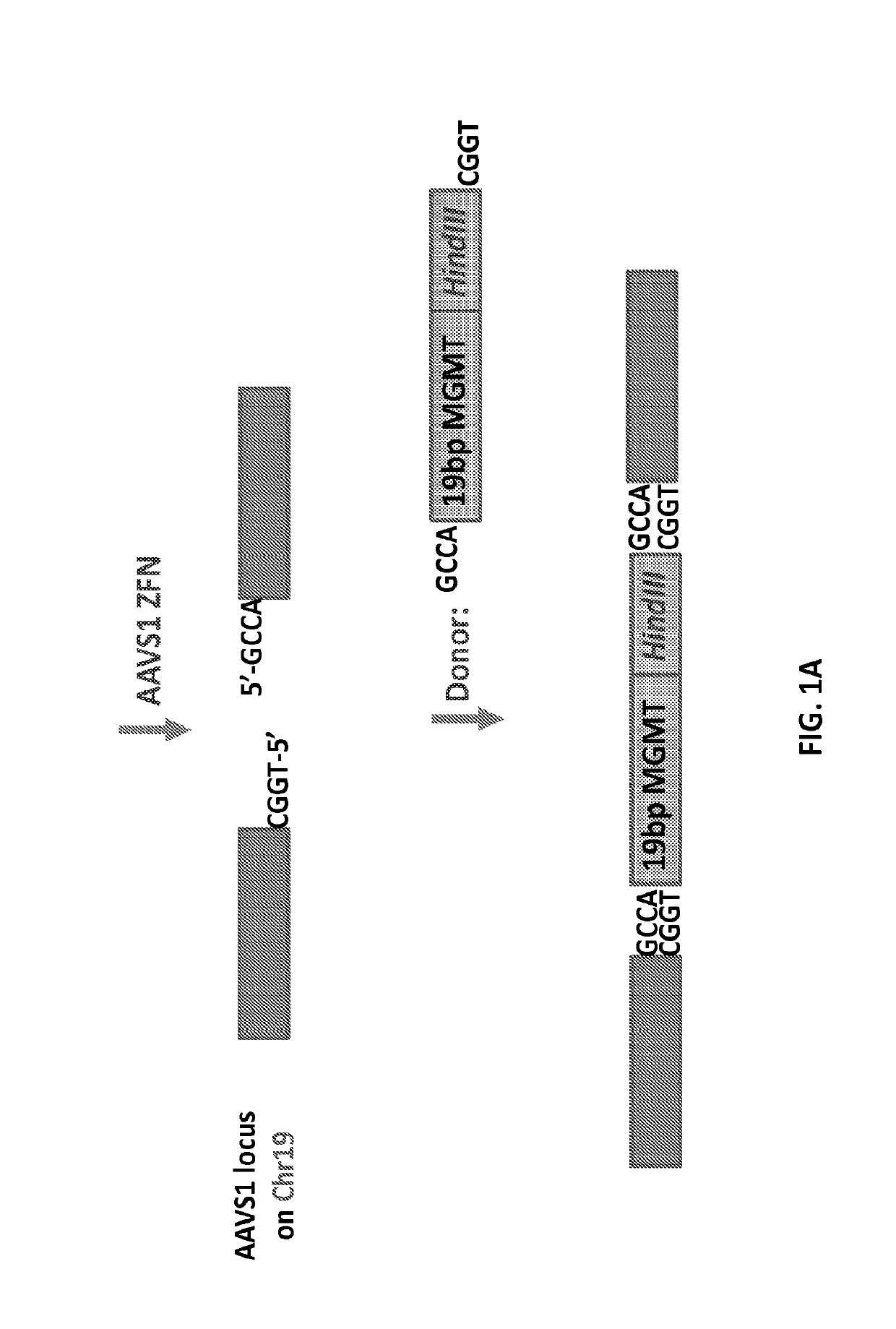 Epigenetic modification of mammalian genomes using targeted endonucleases