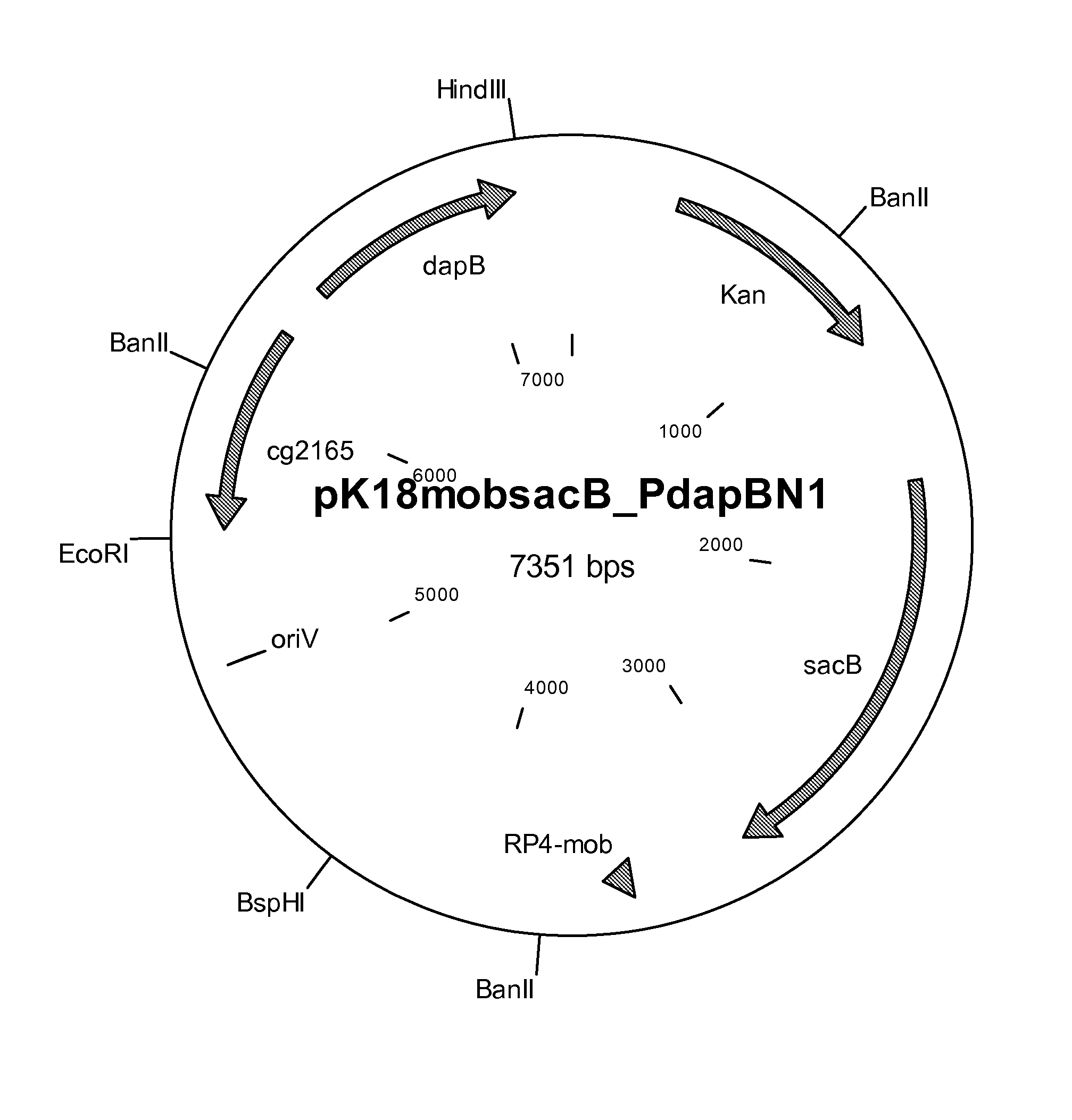 Process for the production of L-lysine