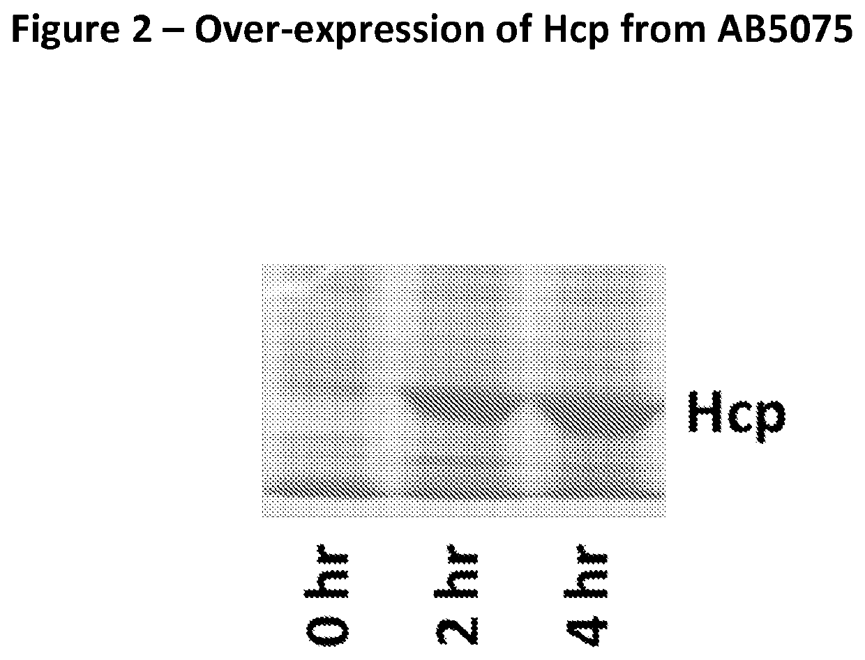 Monoclonal antibodies for treatment of microbial infections