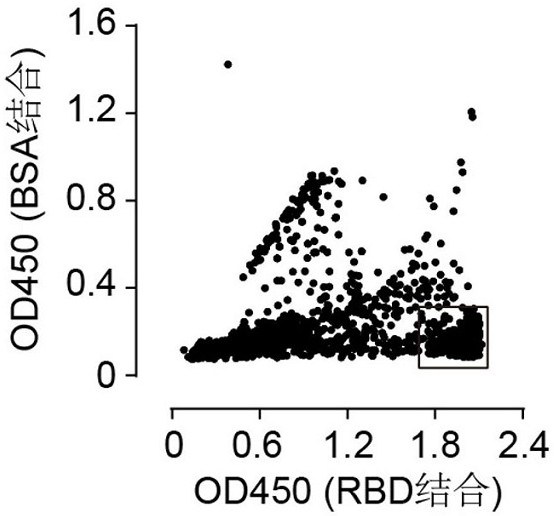 Antibody targeting SARS-CoV-2 as well as preparation method and application of antibody