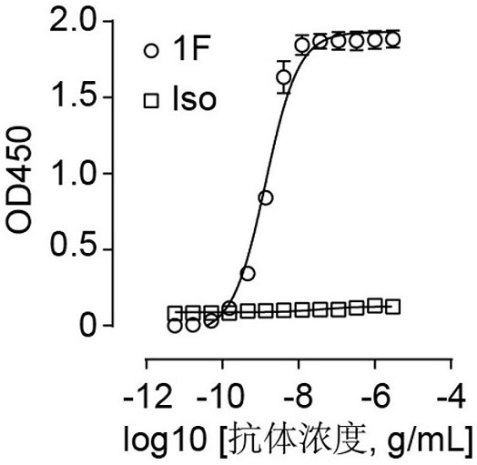 Antibody targeting SARS-CoV-2 as well as preparation method and application of antibody