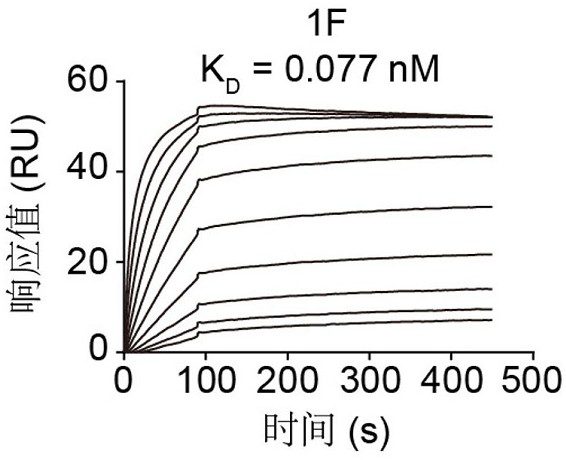 Antibody targeting SARS-CoV-2 as well as preparation method and application of antibody