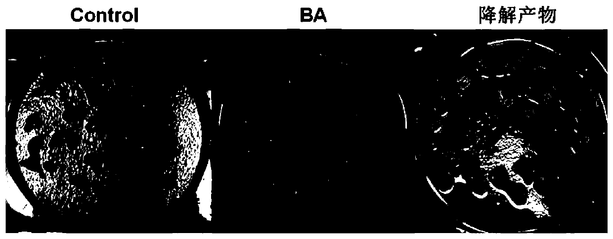 A kind of Pseudomonas putida and its bacterial agent and application