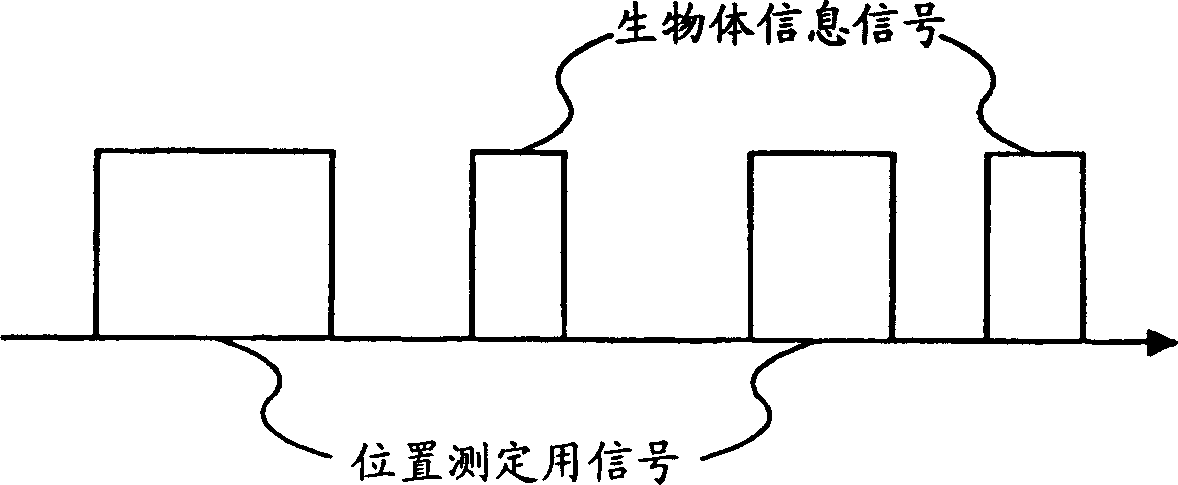 Position measuring method, system and device and radio device in organism