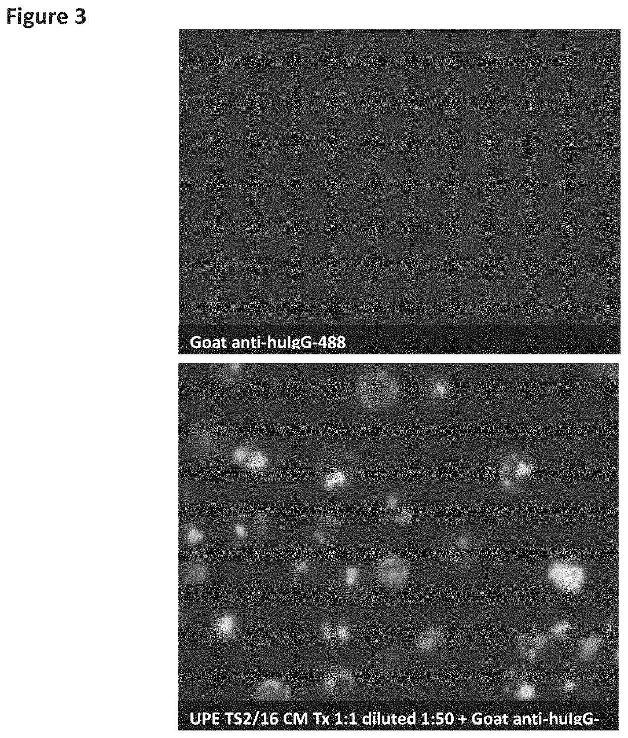 Improved culture method using integrin agonist