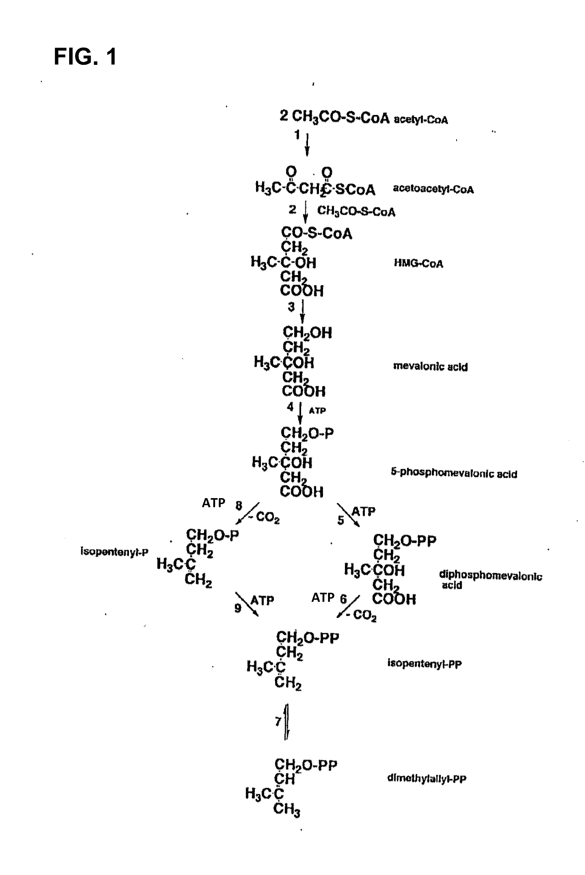 Recombinant anaerobic acetogenic bacteria for production of isoprene and/or industrial bio-products using synthesis gas