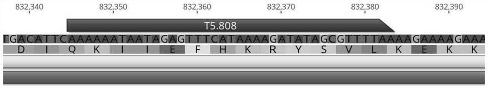 Mycoplasma bovis Mbov0701 mutant gene as well as mutant strain and application thereof