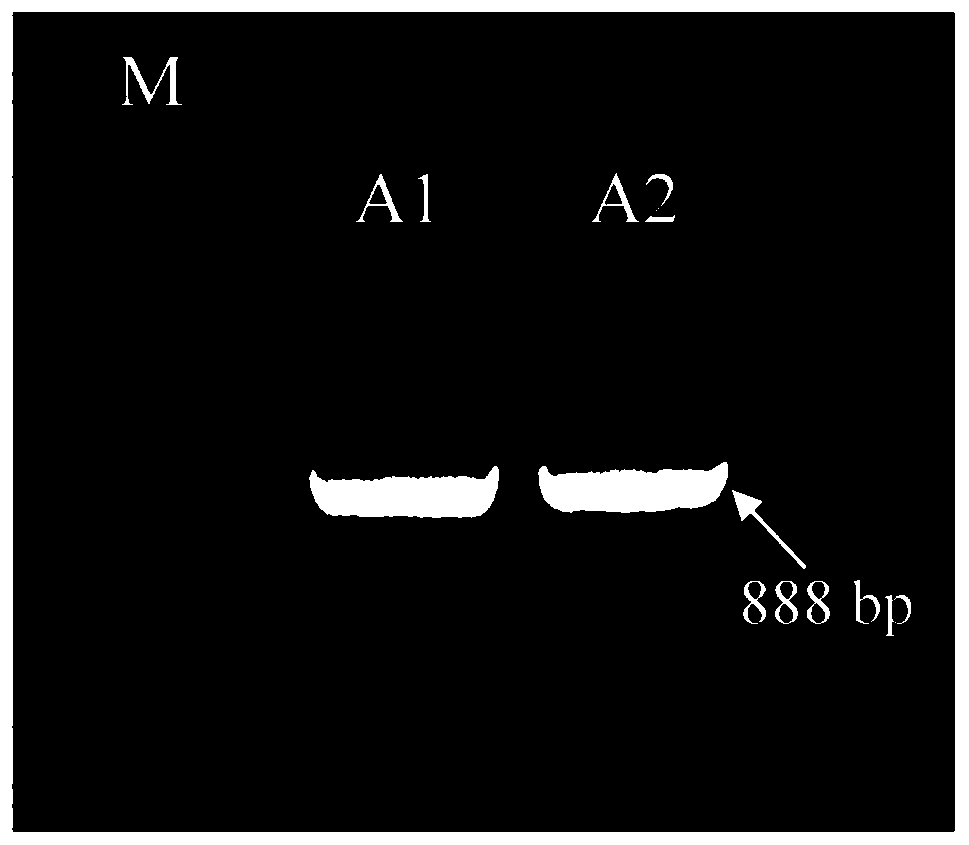 Transcription factor EjBZR1 for inhibiting fruit cell expansion and application thereof