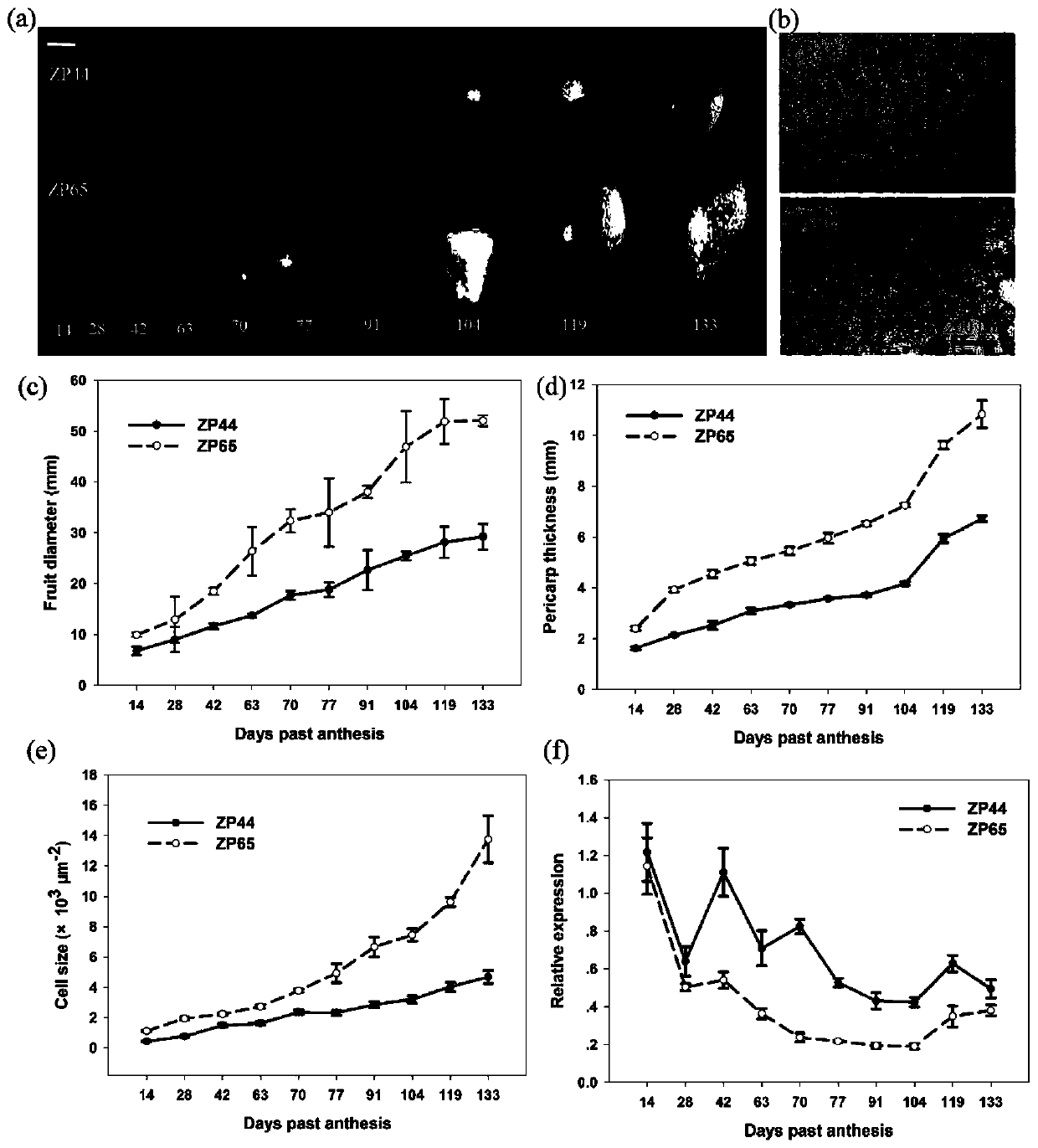 Transcription factor EjBZR1 for inhibiting fruit cell expansion and application thereof