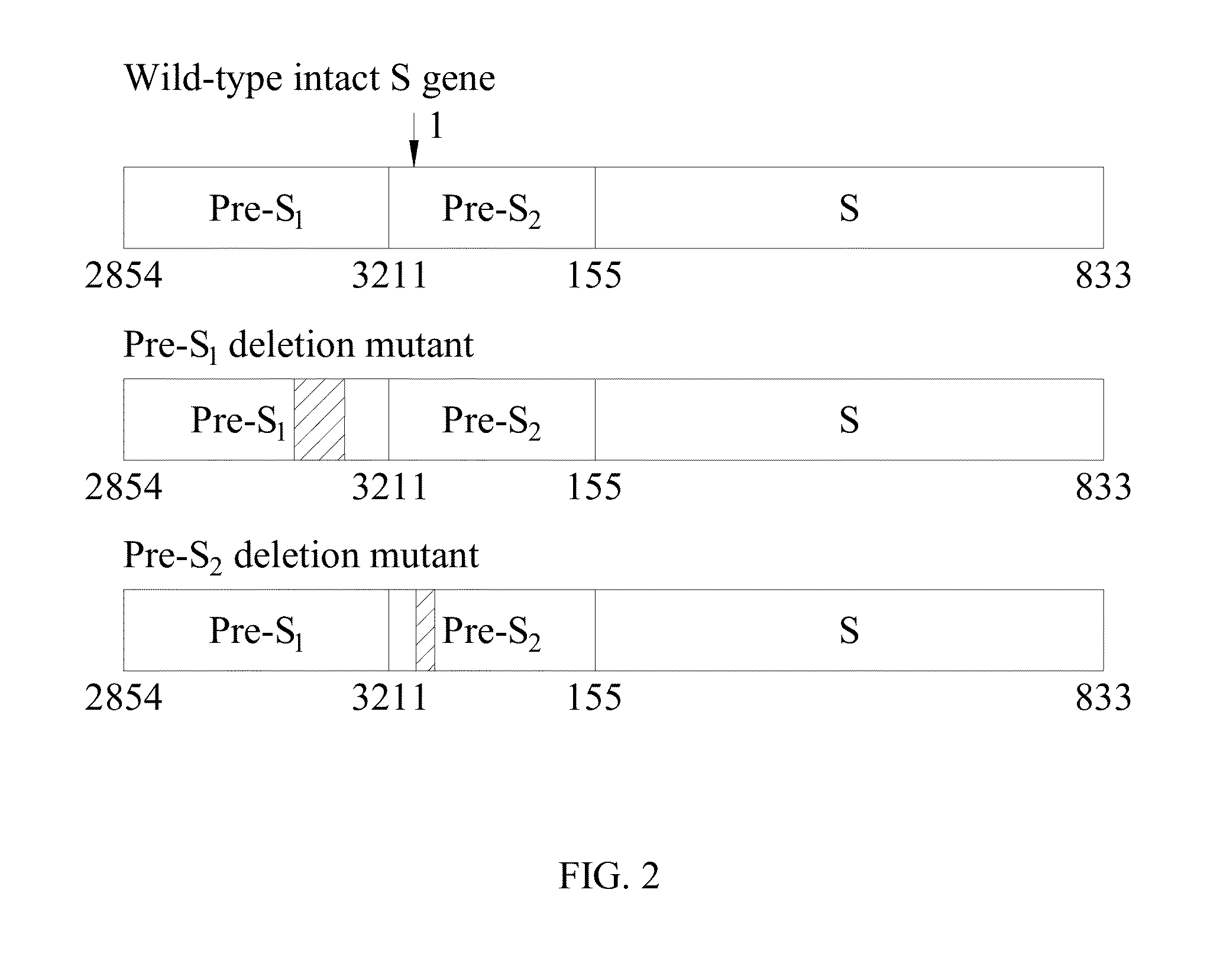 Antibodies and method for determining deletions in HBV pre-s2 region