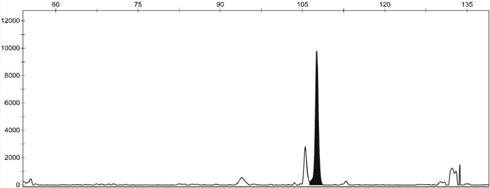 SSR marker primer group for identifying robinia pseudoacacia germplasm resource genetic relationship and application of SSR marker primer group