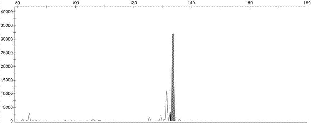 SSR marker primer group for identifying robinia pseudoacacia germplasm resource genetic relationship and application of SSR marker primer group