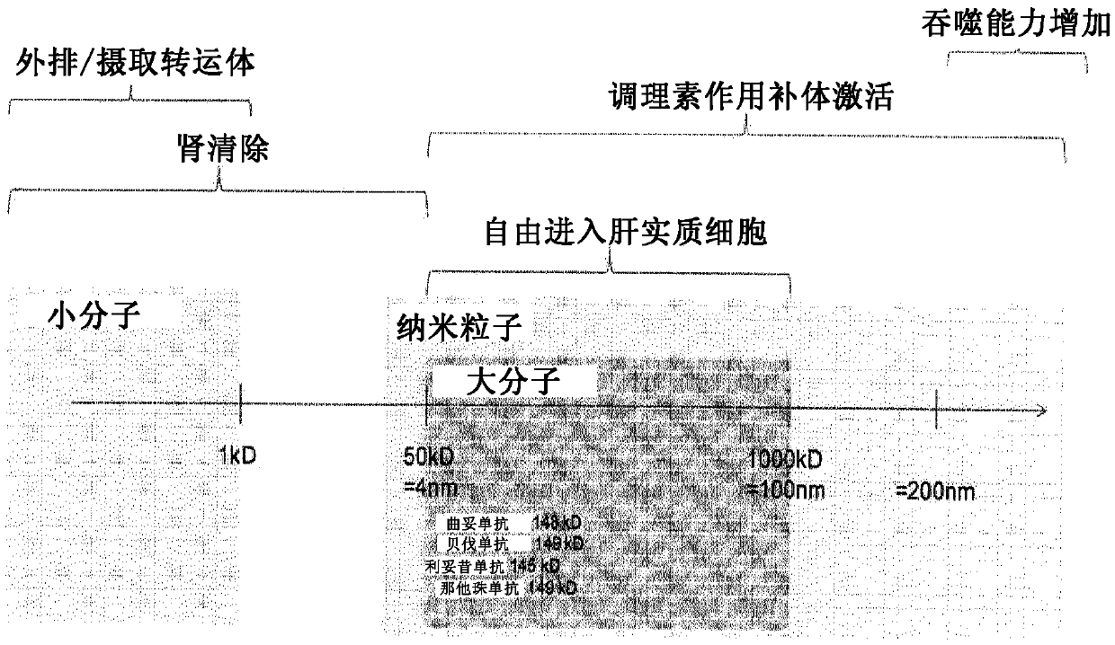 Pharmaceutical composition, preparation and uses thereof