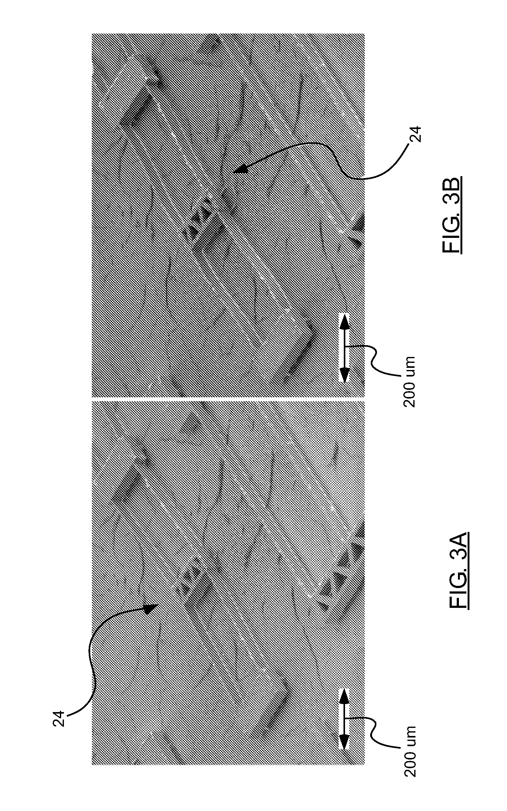 Carbon nanotube assembly