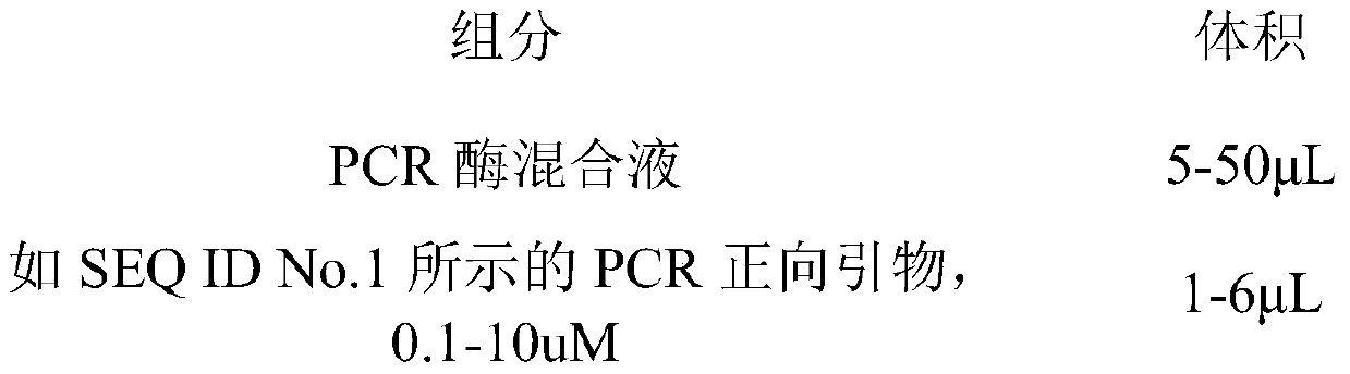 Probe used for EBV detection and detection method