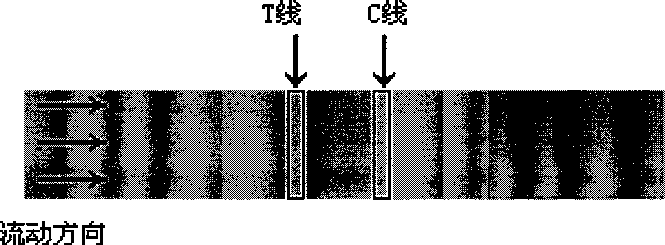 Colloidal gold chromatography test paper strip for quickly detecting bisphenol A and preparation method thereof