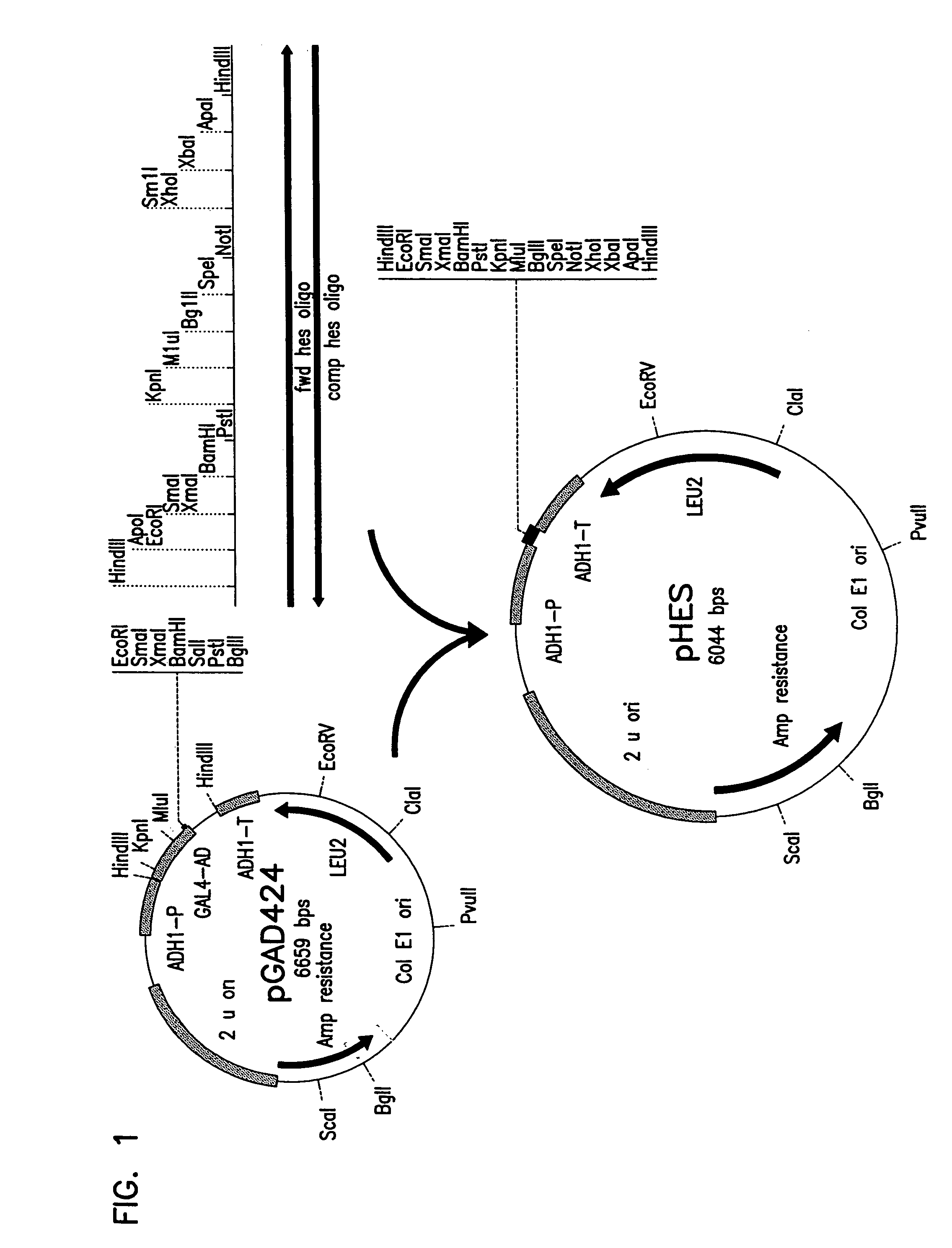 Methods for the synthesis of lactic acid using crabtree-negative yeast transformed with the lactate dehydrogenase gene