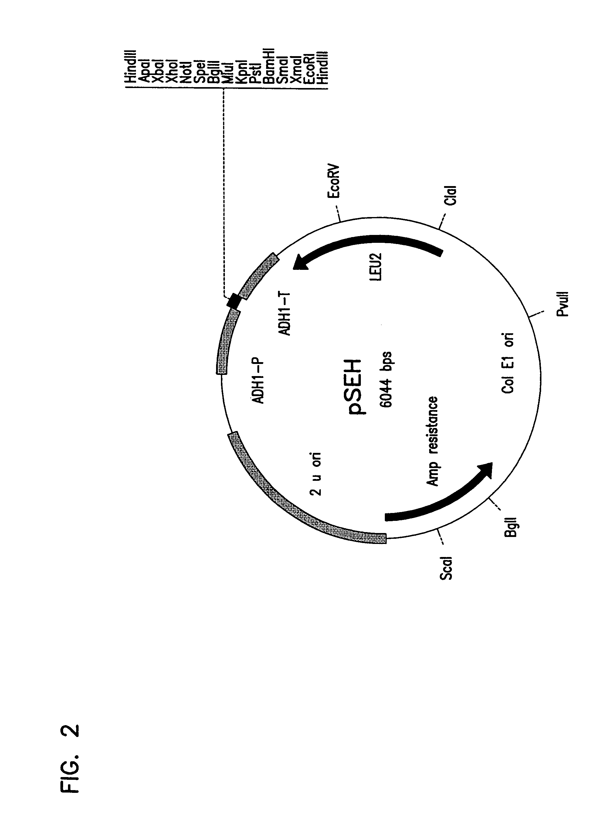 Methods for the synthesis of lactic acid using crabtree-negative yeast transformed with the lactate dehydrogenase gene