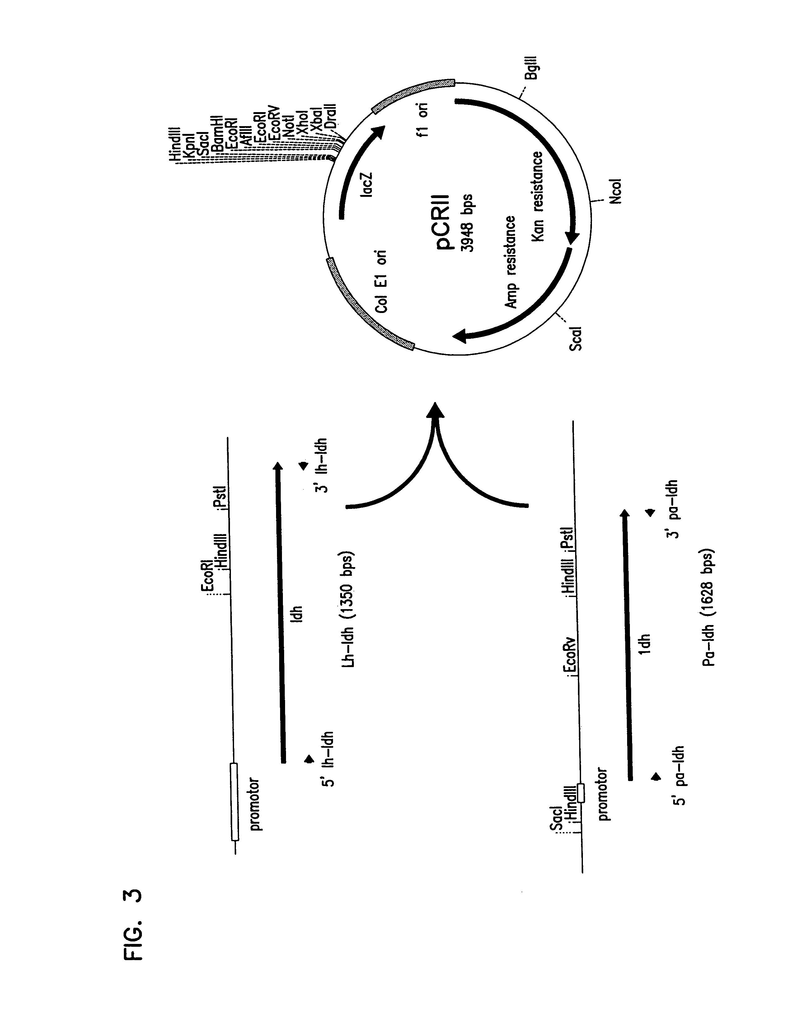 Methods for the synthesis of lactic acid using crabtree-negative yeast transformed with the lactate dehydrogenase gene