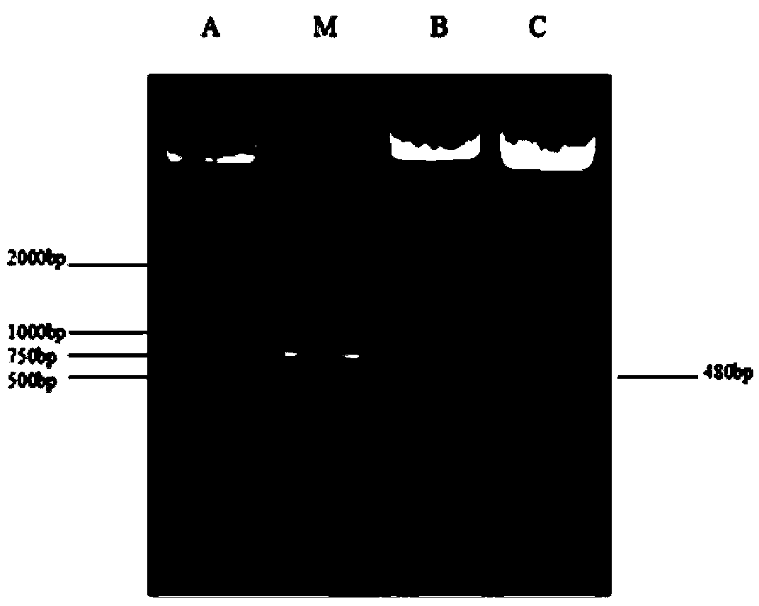 Schistosoma japonicum katsurada recombinant antigen as well as preparation method and application thereof