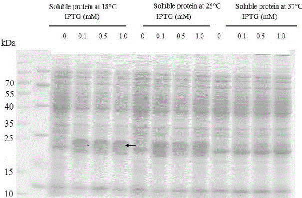 Production method of toxin Tx4 (6-1) label-free recombinant protein