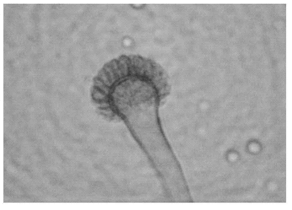 Aspergillus sp. strain and application of aspergillus sp. strain to preparation of xylanase