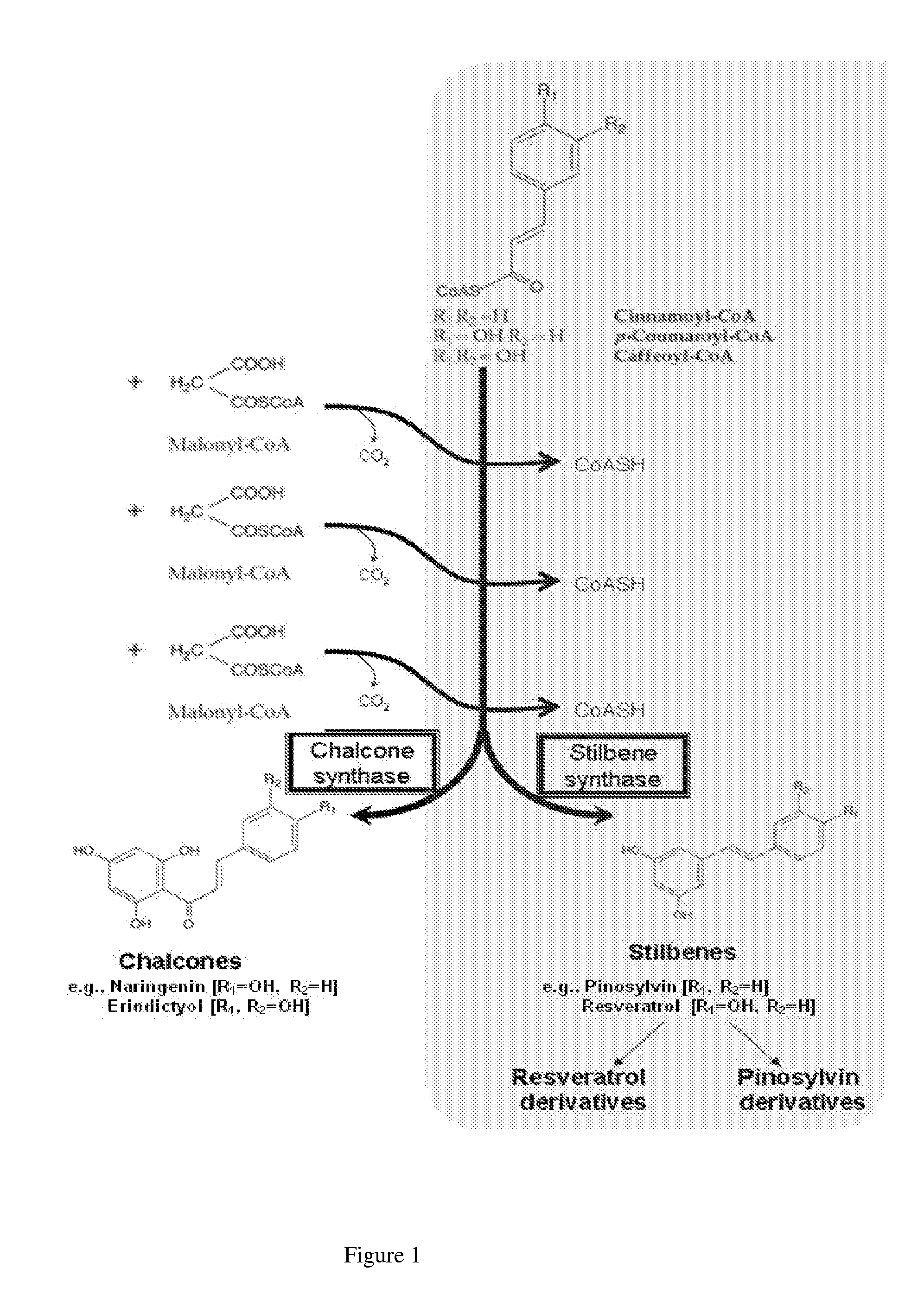 Production of stilbenes in plant hairy root cultures and other root cultures