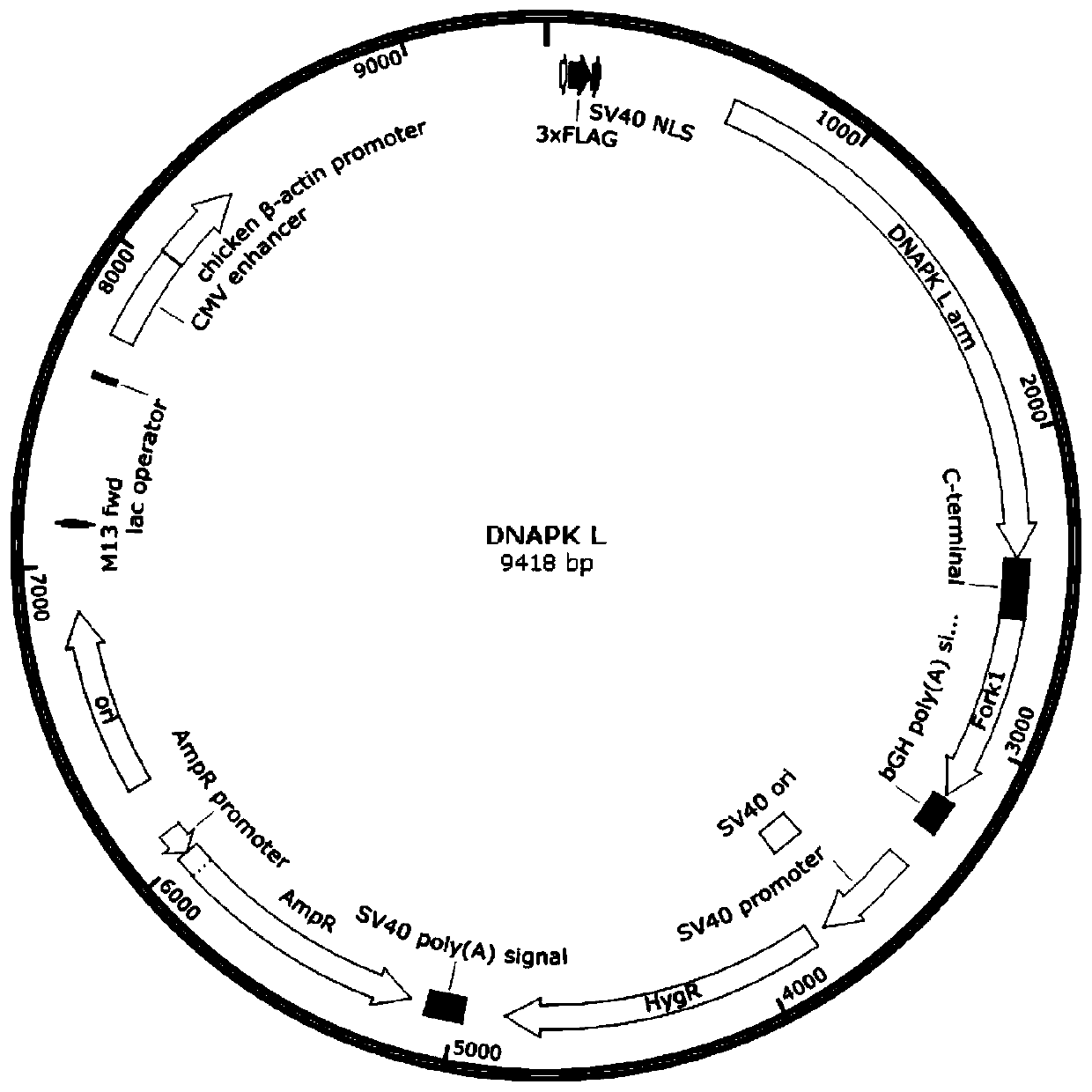 Construction method and application of plasmid composition, dnapk gene knockout rat model