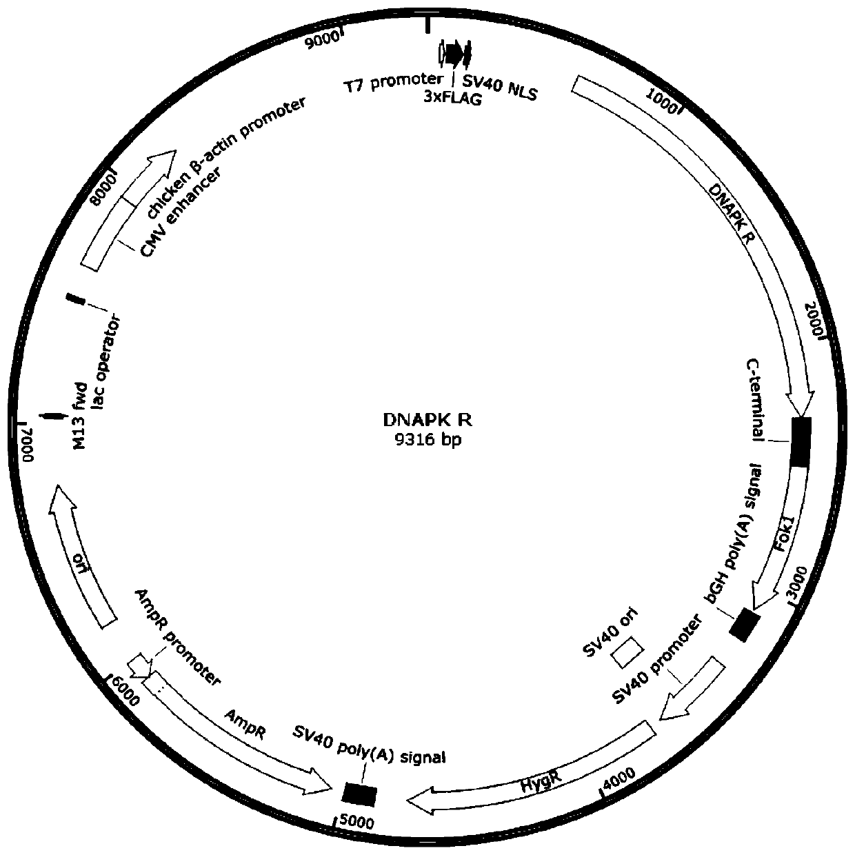 Construction method and application of plasmid composition, dnapk gene knockout rat model