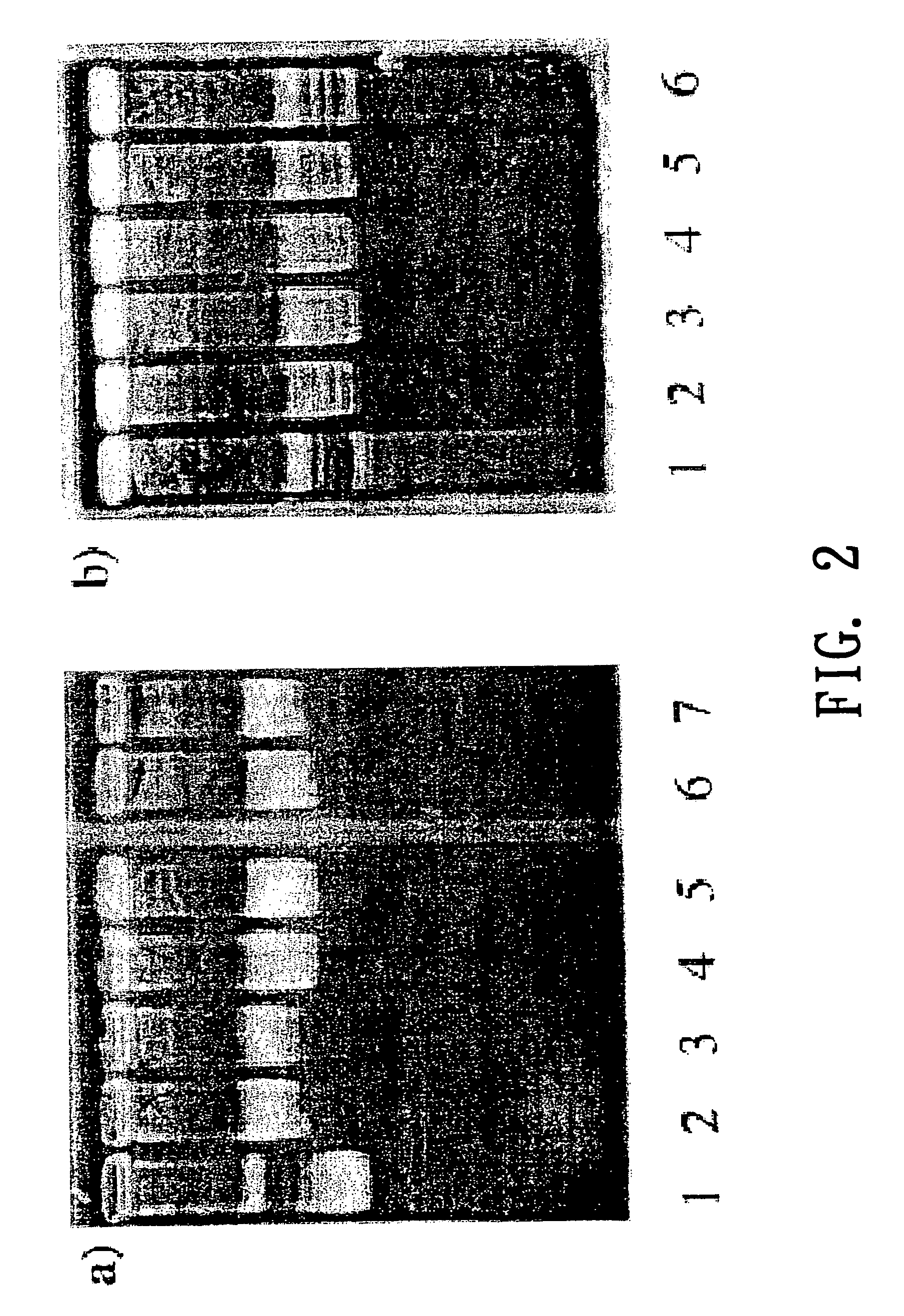 Aryl-substituted acyclic enediyne compounds