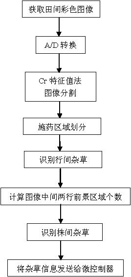 Method for carrying out real-time identification and targeted spraying on cotton field weeds