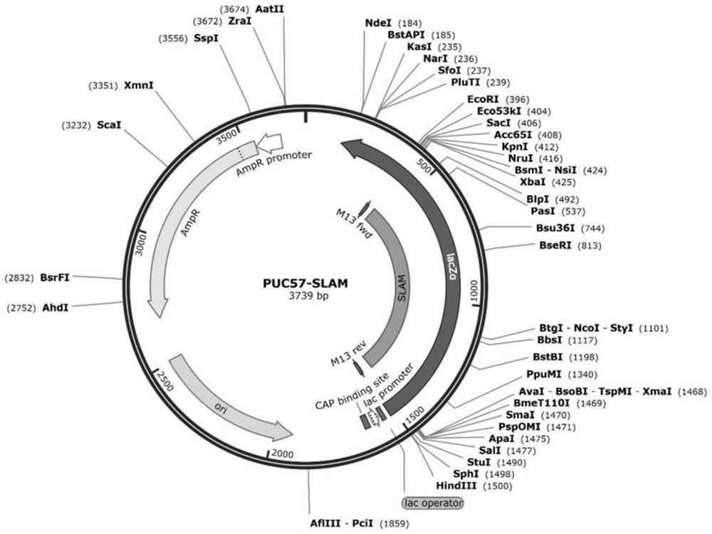 African green monkey kidney cell line capable of stably expressing SLAM protein as well as construction method and application of African green monkey kidney cell line