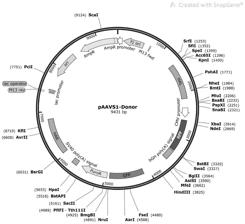 African green monkey kidney cell line capable of stably expressing SLAM protein as well as construction method and application of African green monkey kidney cell line