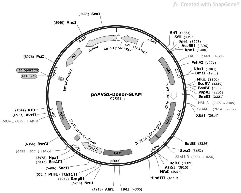 African green monkey kidney cell line capable of stably expressing SLAM protein as well as construction method and application of African green monkey kidney cell line