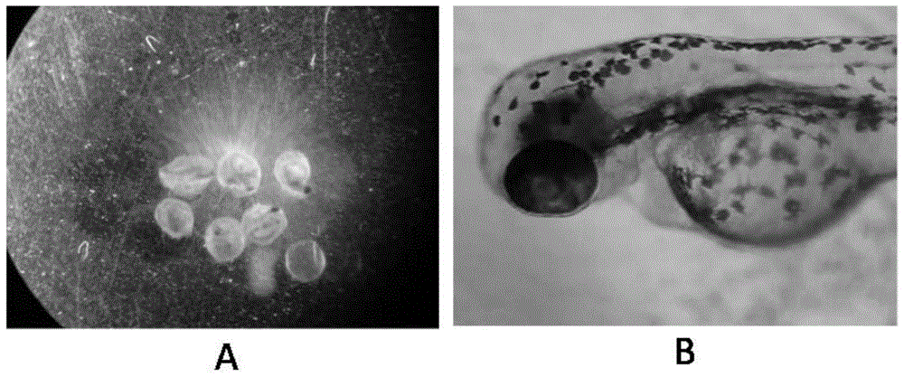 Method for predicating embryotoxicity of non-steroidal anti-inflammatory drug type novel pollutants on early-phase life stage of zebra fish