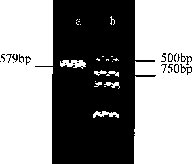 Early light-inductive protein gene and preparation method thereof