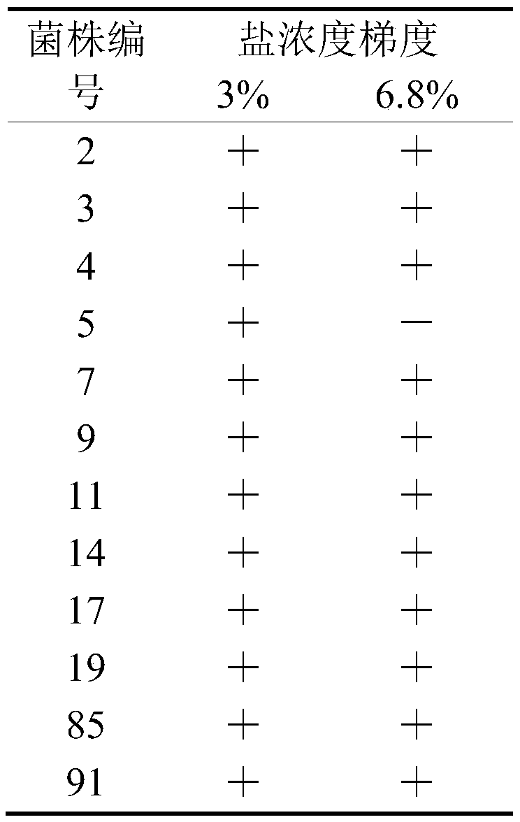 Phalaris arundinacea lactic acid bacteria for broussonetia papyrifera silage and application thereof