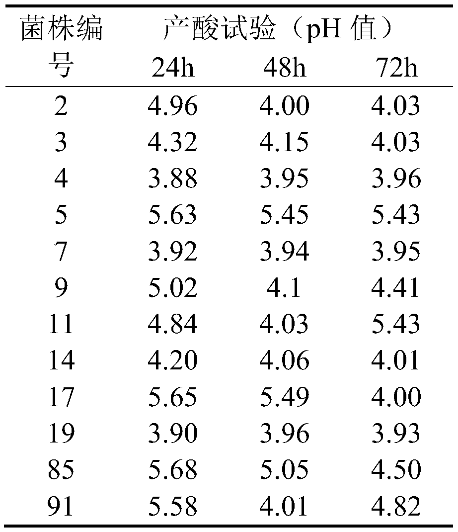 Phalaris arundinacea lactic acid bacteria for broussonetia papyrifera silage and application thereof