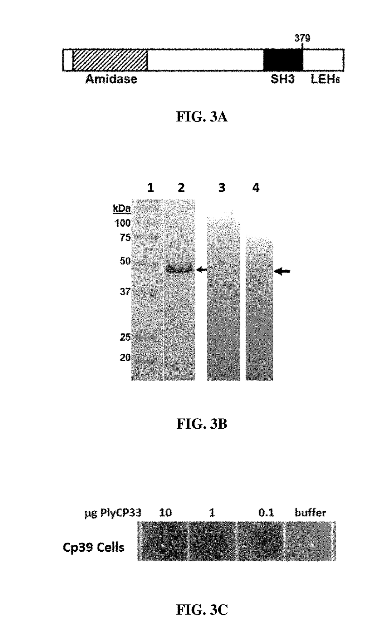 Characterization of Four Prophage Endolysins Specific for Clostridium perfringens