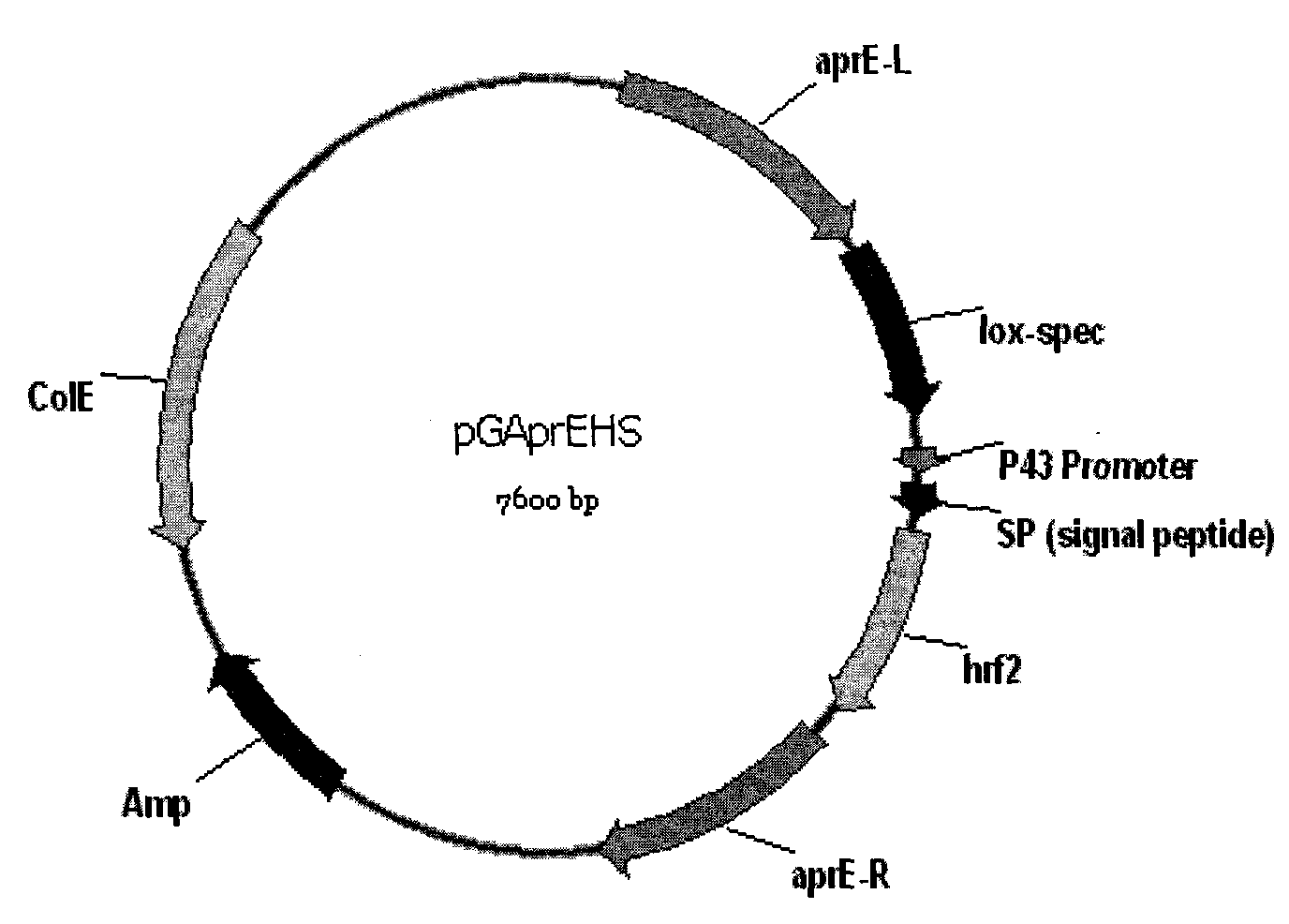 Recombinant vector pGAprEHS for expressing Harpin protein and engineering bacteria thereof