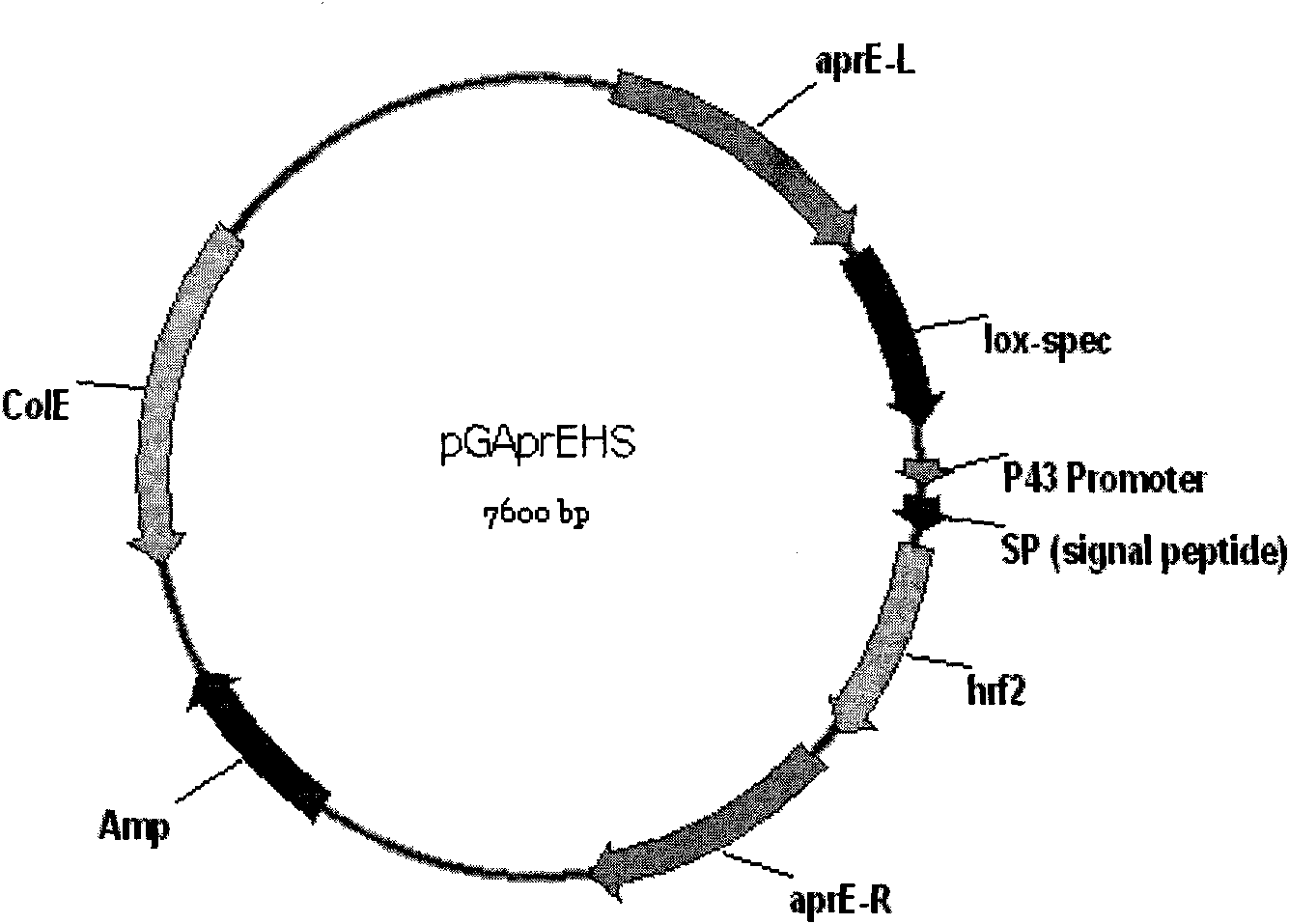 Recombinant vector pGAprEHS for expressing Harpin protein and engineering bacteria thereof