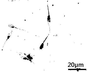 Normal-temperature and low-temperature boar sperm diluent based on chlorpromazine