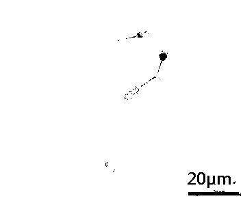 Normal-temperature and low-temperature boar sperm diluent based on chlorpromazine