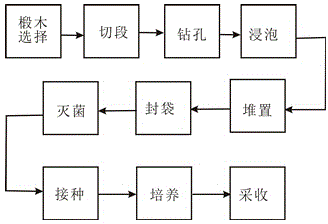 Artificial culture method for Antrodia camphorata by utilizing basswood